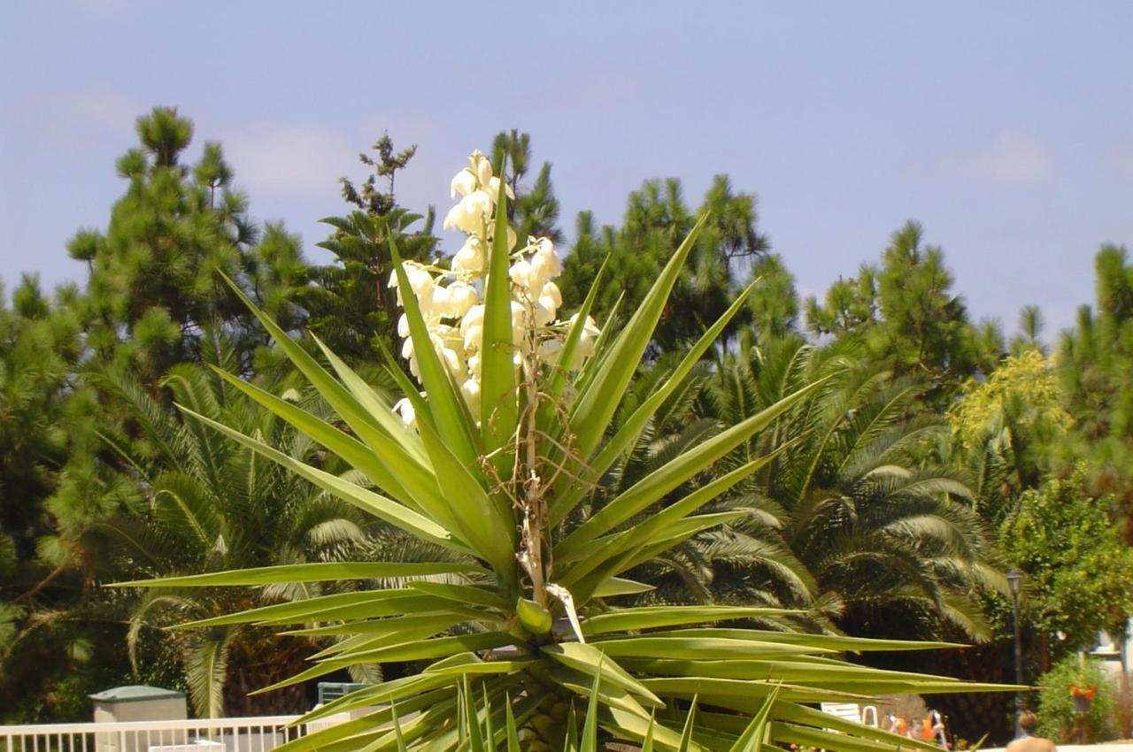 Ikaria Village Maisonette 10 Klorakas Exteriör bild